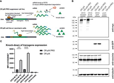 Transgene expression knock-down in recombinant Modified Vaccinia virus Ankara vectors improves genetic stability and sustained transgene maintenance across multiple passages